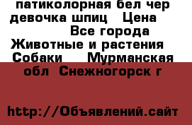 патиколорная бел/чер девочка шпиц › Цена ­ 15 000 - Все города Животные и растения » Собаки   . Мурманская обл.,Снежногорск г.